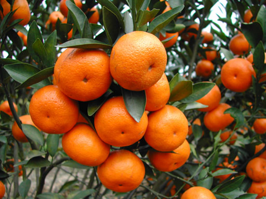柑橘结果树（缩略图）.png